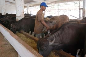 Destacan, entre sus muchas virtudes, tener una conversi�n alimento-carne superior al ganado vacuno. Foto: Otmaro Rodr�guez