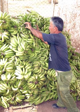 La producción sigue en ascenso en estas granjas. Foto del autor y Ernesto Peña Leyva