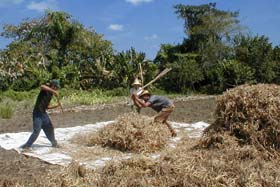 Fotos: Cortes�a de la Estaci�n de Granos de Velasco