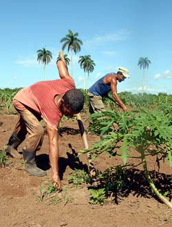 Foto: Ernesto Pea Leyva