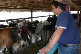 La CPA Victoria de Gir�n, de Corralillo, se propone superar los 450 kilogramos como promedio en la actual ceba.