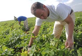 En estas tierras acondicionadas para el tabaco en la Unidad Bsica de Produccin Cooperativa Batalla de las Gusimas, en la Lzaro Pea, ahora siembran frijoles y aprovechan el sistema de riego por goteo. fotos: Otmaro Rodrguez