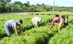 Fotos: Ismael Batista