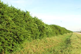 Fotos: Ismael Batista