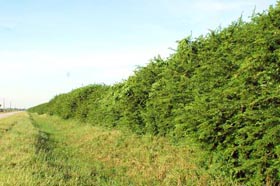 El 80% de las tierras del patrimonio forestal de la Isla est invadida por el marab. Foto: Ismael Batista
