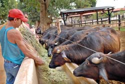 Para este sistema la alimentaci�n del animal debe ser sistem�tica. Foto: Jorge Luis Gonz�lez