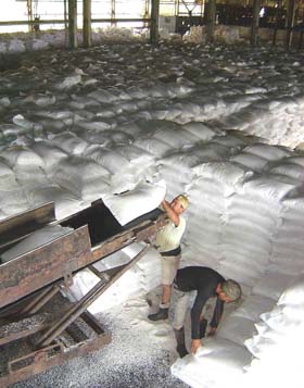 El fertilizante que necesita el cultivo del tabaco, en espera de su extracci�n. Foto: Jorge Luis T�llez