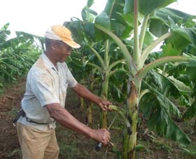 Reinaldo debuta como productor de pl�tano vianda con la tecnolog�a extradenso. Foto del autor