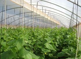 La producción en las casas de cultivo protegido semeja a una fábrica: funciona con eficiencia y genera rendimientos cada vez más significativos.