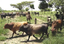 Foto: Jorge Luis T�llez