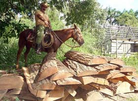 El empleo de motosierras permite procesar la madera en el bosque, donde quedan abundantes residuos que constituyen material combustible y aumentan el peligro de incendios. Fotos del autor