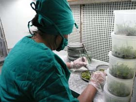 En pleno periodo especial, por idea de Fidel se crearon las primeras biofbricas.