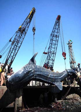 (Fotos: ASIF HASSAN, AFP)