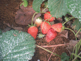 Foto: Maribel Ram�rez