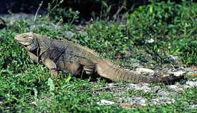 En la Pen�nsula habita la iguana, especie protegida.