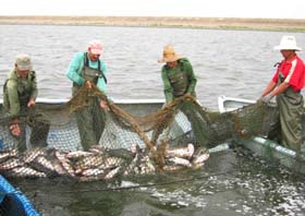 Mucho oficio y experiencia exige el llamado sistema chino para lograr una buena captura. Foto del autor