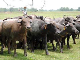 En la Est�vez Ruz existen hoy mejores condiciones para fomentar la cr�a del b�falo.  Foto: Armando Contreras Tamayo