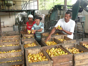 La minindustria ha posibilitado el procesamiento de toneladas de frutas que antes se perd�an en los montes. Foto del Autor 