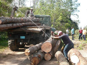 Ante las complejidades se impone la voluntad de los trabajadores forestales. Foto del autor