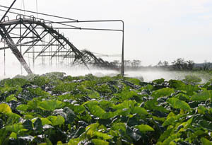 El agua es un recurso vital para lograr el desarrollo agrícola. Foto: Yander Zamora
