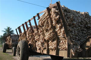 El descontrol sobre la producci�n y comercializaci�n del ajo ha ocasionado m�s de un dolor de cabeza en Villa Clara. Foto del autor
