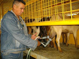 Regino, en pleno orde�o, con el sistema de cuatro posiciones. Foto del autor