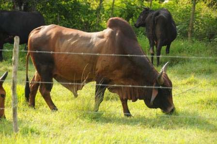 Foto: Orlando Dur�n Hern�ndez