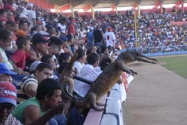 Afici�n matancera. Foto: Ram�n Pacheco