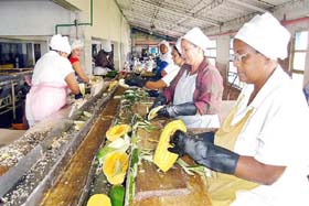 Foto: Daniel Mitjans 