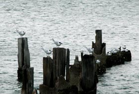 De nuevo abundan las aves marinas. Foto: Juan Pablo Carreras