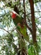 Ejemplar de cotorras, tipo de ave trepadora muy abundante en la Isla de la Juventud