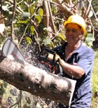 Foto: ALBERTO BORREGO