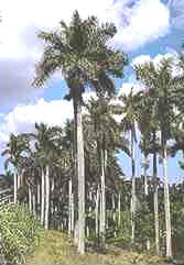Palmas cubanas