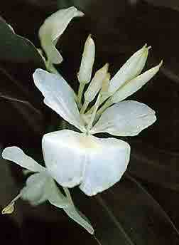 Mariposa, flor nacional de Cuba