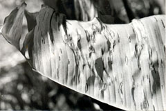 Foto: LIBORIO NOVAL