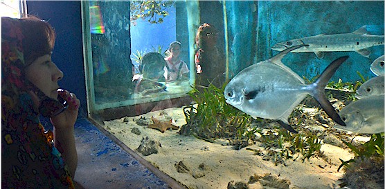 The aquarium has 2,500 exemplars of 300 species of marine life native to Cuba.