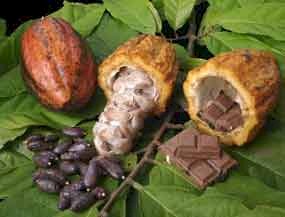 La Rotta del Cacao e del Cioccolato
